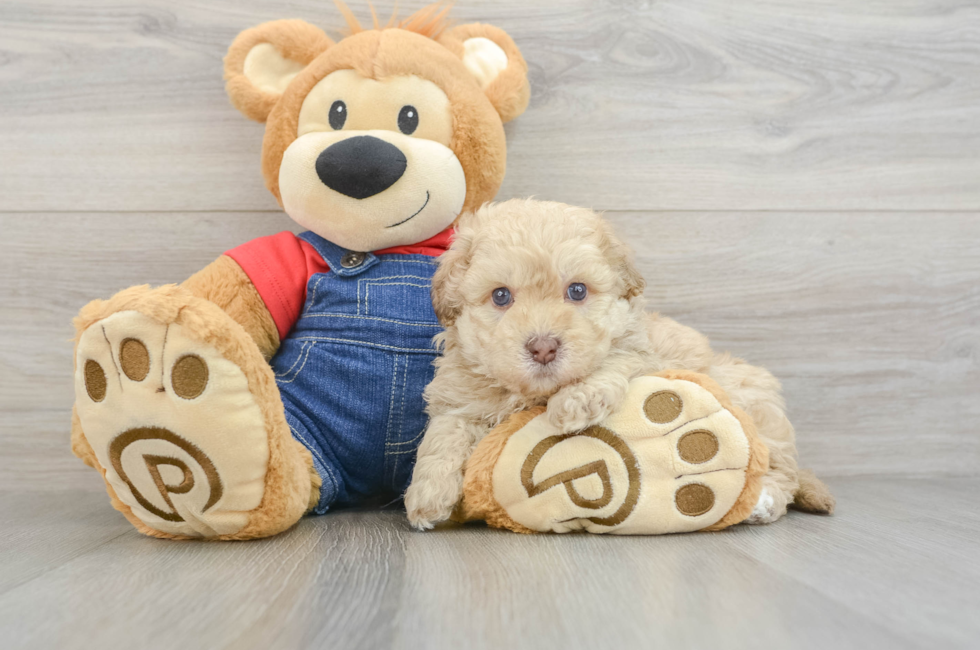 6 week old Havapoo Puppy For Sale - Pilesgrove Pups