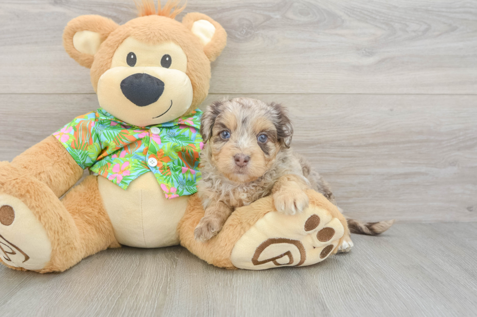 5 week old Havapoo Puppy For Sale - Pilesgrove Pups