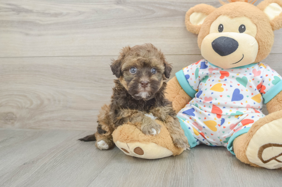 5 week old Havapoo Puppy For Sale - Pilesgrove Pups