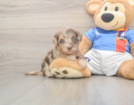 6 week old Havapoo Puppy For Sale - Pilesgrove Pups