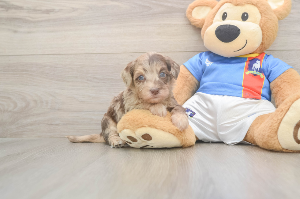 5 week old Havapoo Puppy For Sale - Pilesgrove Pups