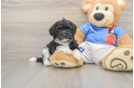 Havapoo Puppy for Adoption