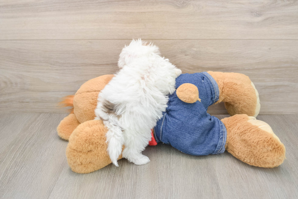 Havapoo Puppy for Adoption