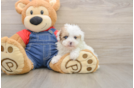 Smart Havapoo Poodle Mix Pup