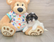 8 week old Havapoo Puppy For Sale - Pilesgrove Pups