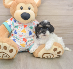 8 week old Havapoo Puppy For Sale - Pilesgrove Pups