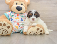6 week old Havapoo Puppy For Sale - Pilesgrove Pups