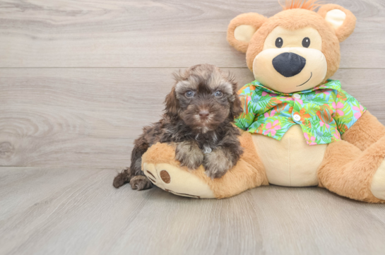 Best Havapoo Baby