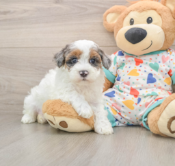 8 week old Havapoo Puppy For Sale - Pilesgrove Pups