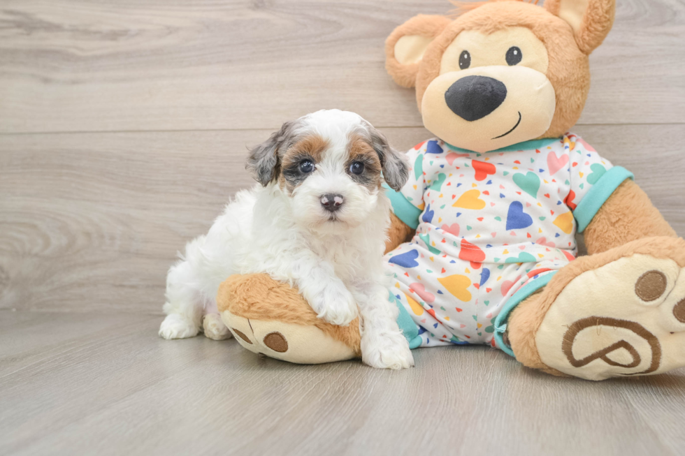 Smart Havapoo Poodle Mix Pup