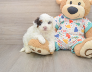 7 week old Havapoo Puppy For Sale - Pilesgrove Pups
