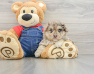 8 week old Havapoo Puppy For Sale - Pilesgrove Pups