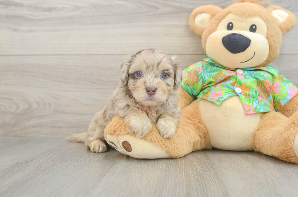 5 week old Havapoo Puppy For Sale - Pilesgrove Pups