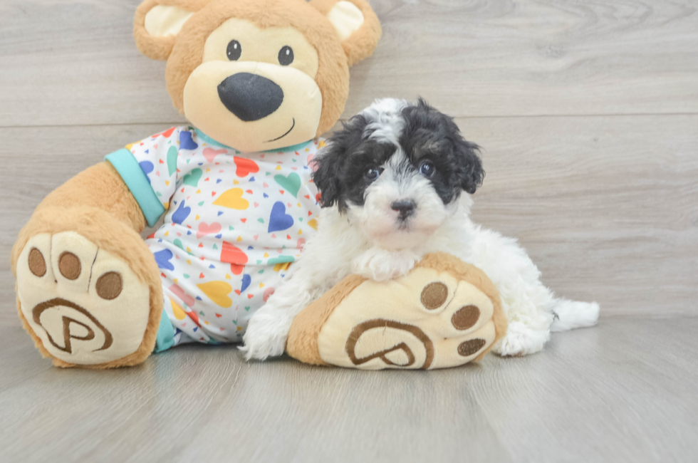 5 week old Havapoo Puppy For Sale - Pilesgrove Pups