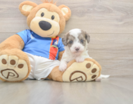 6 week old Havapoo Puppy For Sale - Pilesgrove Pups