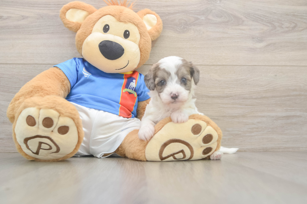 5 week old Havapoo Puppy For Sale - Pilesgrove Pups
