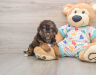 6 week old Havapoo Puppy For Sale - Pilesgrove Pups