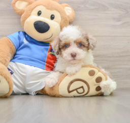 7 week old Havapoo Puppy For Sale - Pilesgrove Pups