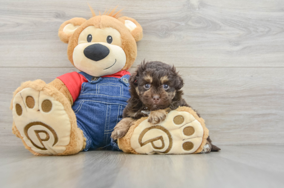 6 week old Havapoo Puppy For Sale - Pilesgrove Pups