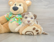 7 week old Havapoo Puppy For Sale - Pilesgrove Pups