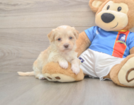 6 week old Havapoo Puppy For Sale - Pilesgrove Pups