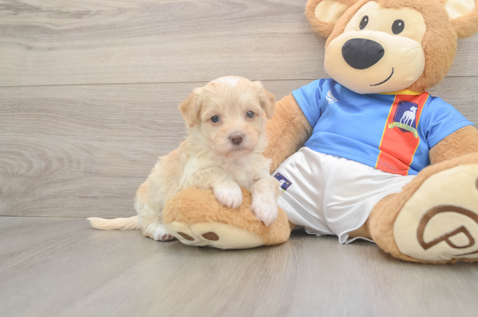 5 week old Havapoo Puppy For Sale - Pilesgrove Pups