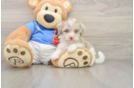 Popular Havapoo Poodle Mix Pup