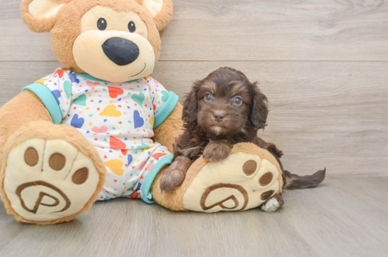 Adorable Havadoodle Poodle Mix Puppy