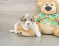 7 week old Havapoo Puppy For Sale - Pilesgrove Pups