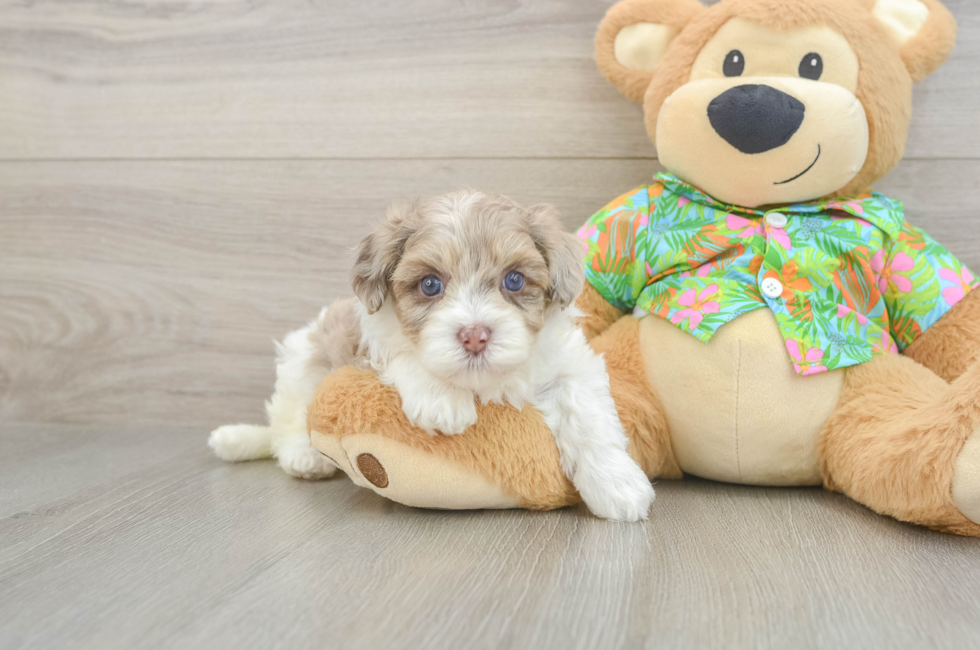 5 week old Havapoo Puppy For Sale - Pilesgrove Pups