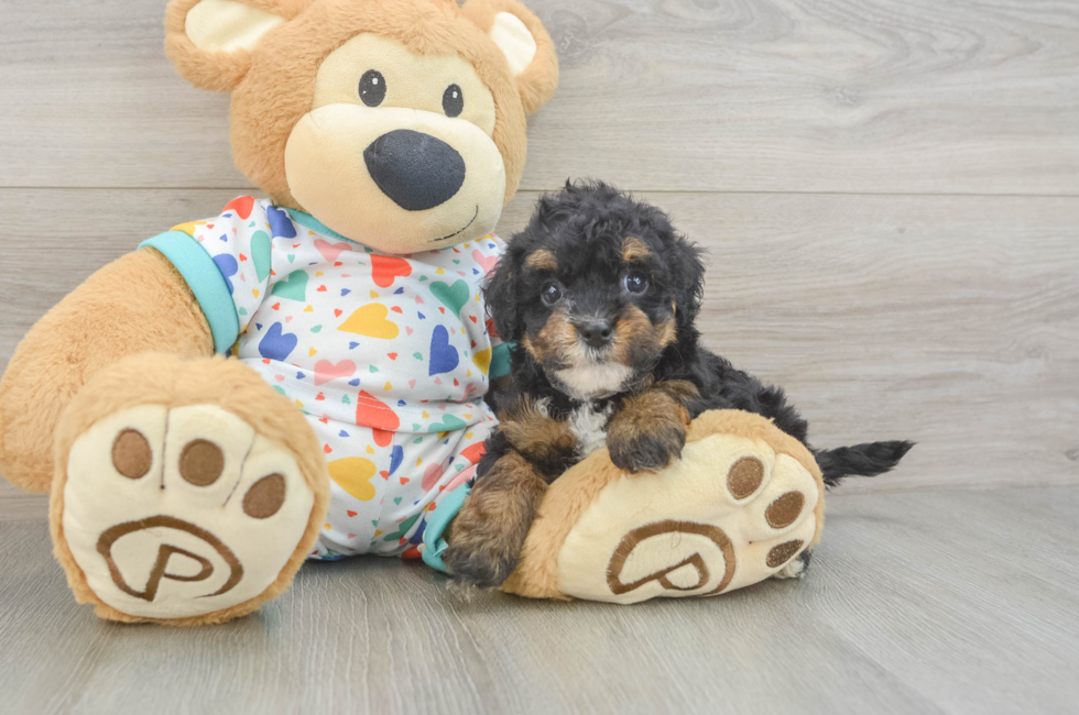 6 week old Havapoo Puppy For Sale - Pilesgrove Pups