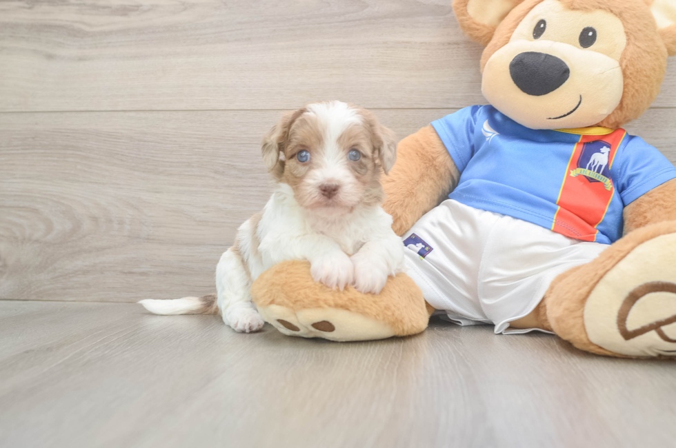 5 week old Havapoo Puppy For Sale - Pilesgrove Pups