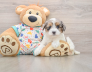 6 week old Havapoo Puppy For Sale - Pilesgrove Pups