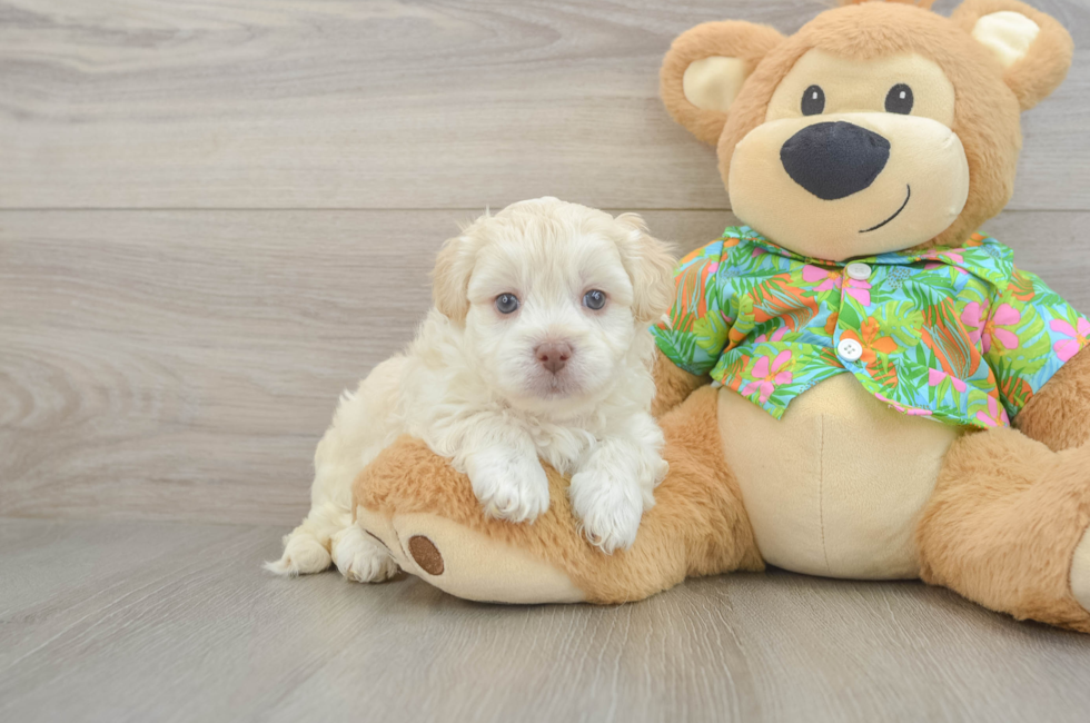 5 week old Havapoo Puppy For Sale - Pilesgrove Pups