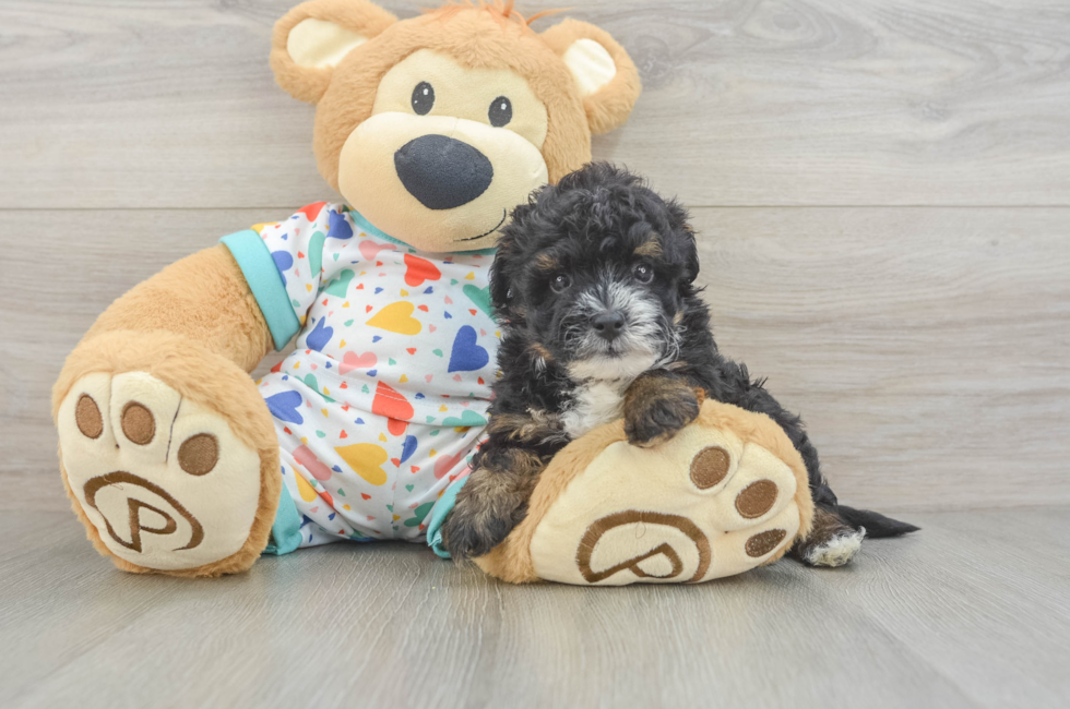 6 week old Havapoo Puppy For Sale - Pilesgrove Pups