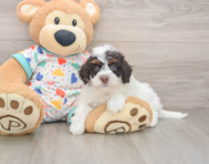 5 week old Havapoo Puppy For Sale - Pilesgrove Pups