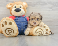 8 week old Havapoo Puppy For Sale - Pilesgrove Pups