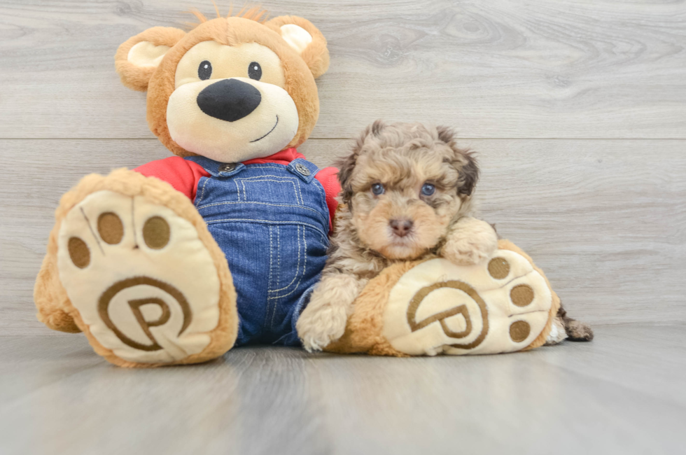 6 week old Havapoo Puppy For Sale - Pilesgrove Pups