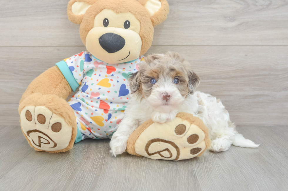 5 week old Havapoo Puppy For Sale - Pilesgrove Pups