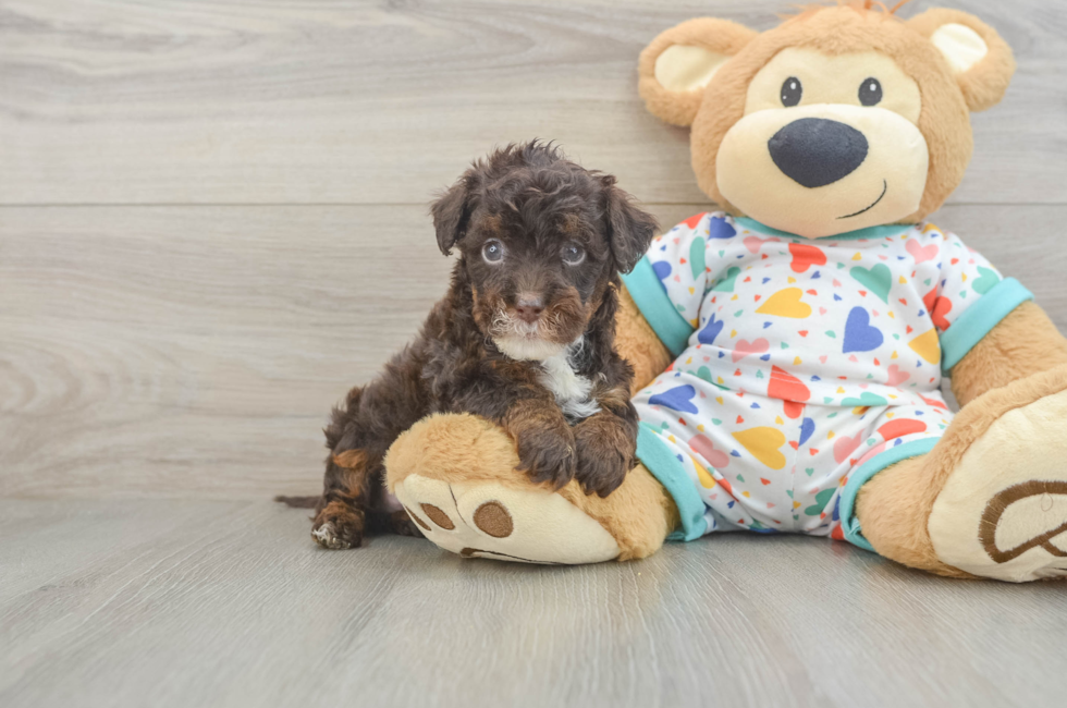 6 week old Havapoo Puppy For Sale - Pilesgrove Pups