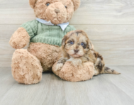 6 week old Havapoo Puppy For Sale - Pilesgrove Pups