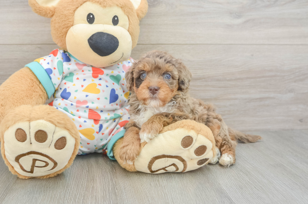 6 week old Havapoo Puppy For Sale - Pilesgrove Pups