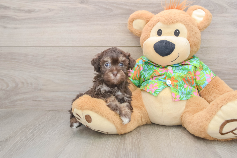 Havapoo Pup Being Cute