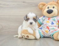 9 week old Havapoo Puppy For Sale - Pilesgrove Pups