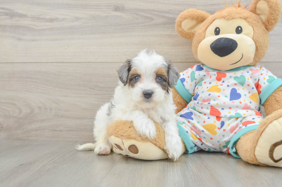 6 week old Havapoo Puppy For Sale - Pilesgrove Pups