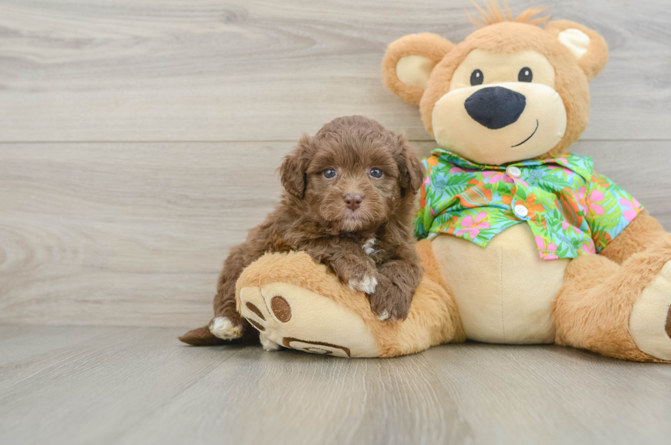 6 week old Havapoo Puppy For Sale - Pilesgrove Pups