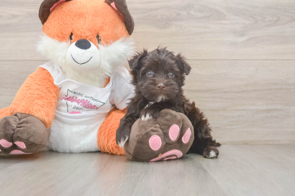5 week old Havapoo Puppy For Sale - Pilesgrove Pups