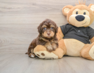 7 week old Havapoo Puppy For Sale - Pilesgrove Pups