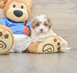 5 week old Havapoo Puppy For Sale - Pilesgrove Pups