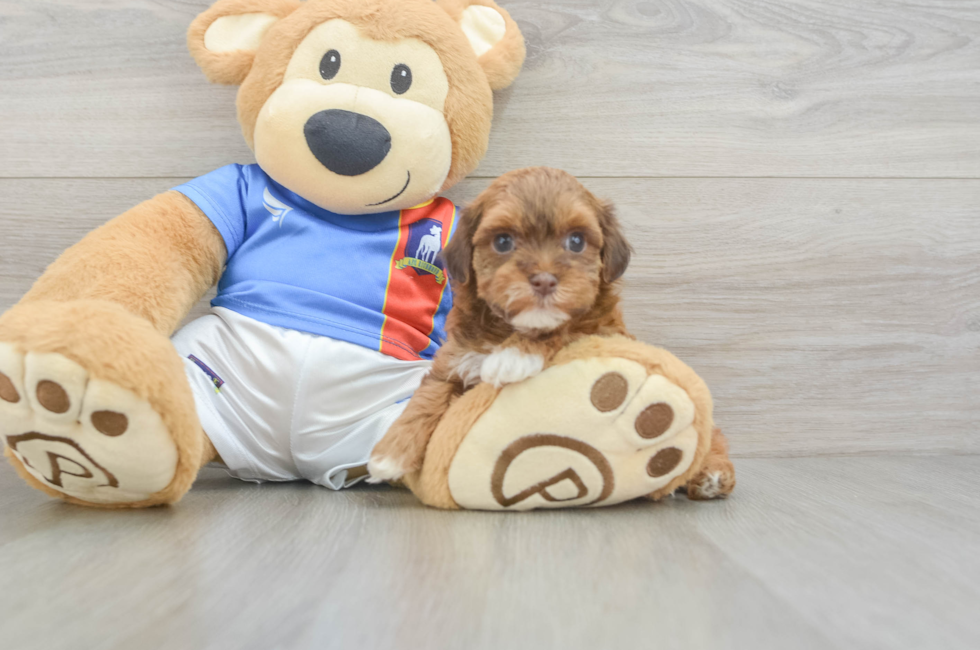 5 week old Havapoo Puppy For Sale - Pilesgrove Pups